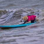 caine-surf10