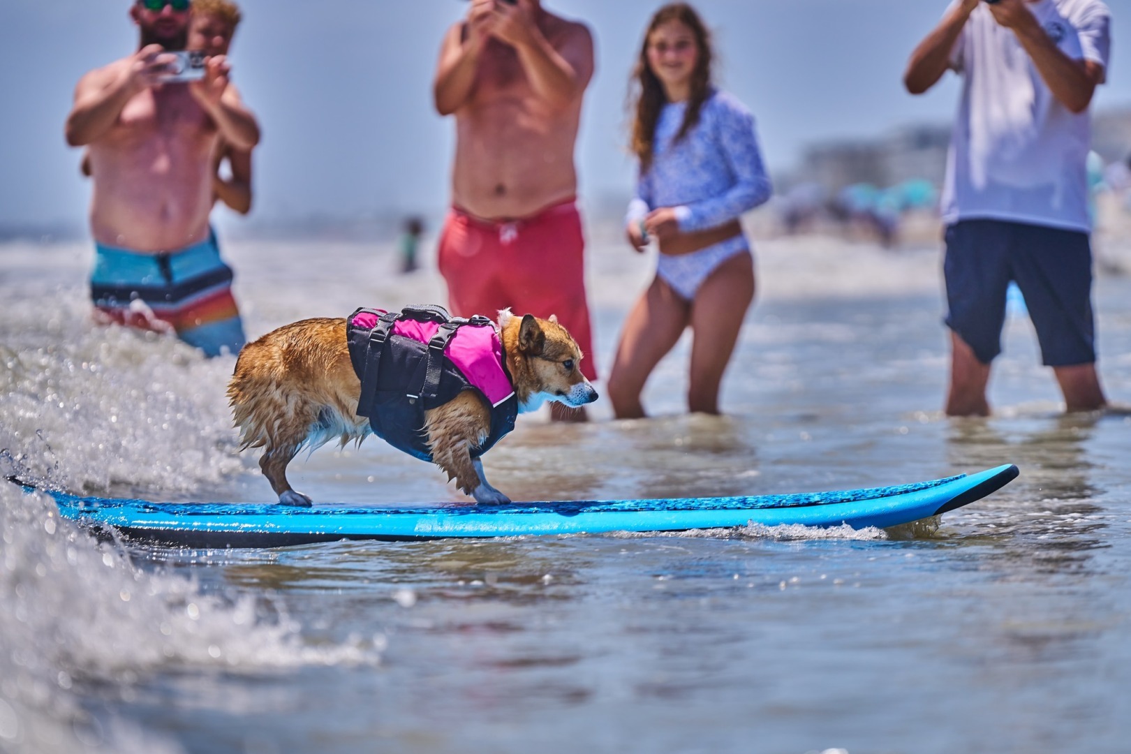 Un câine pe placa de surf, pe val, în prim plan, iar în plan îndepărtat oameni la plajă.