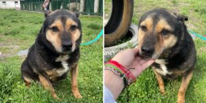 cainele Apollo de la ASPA