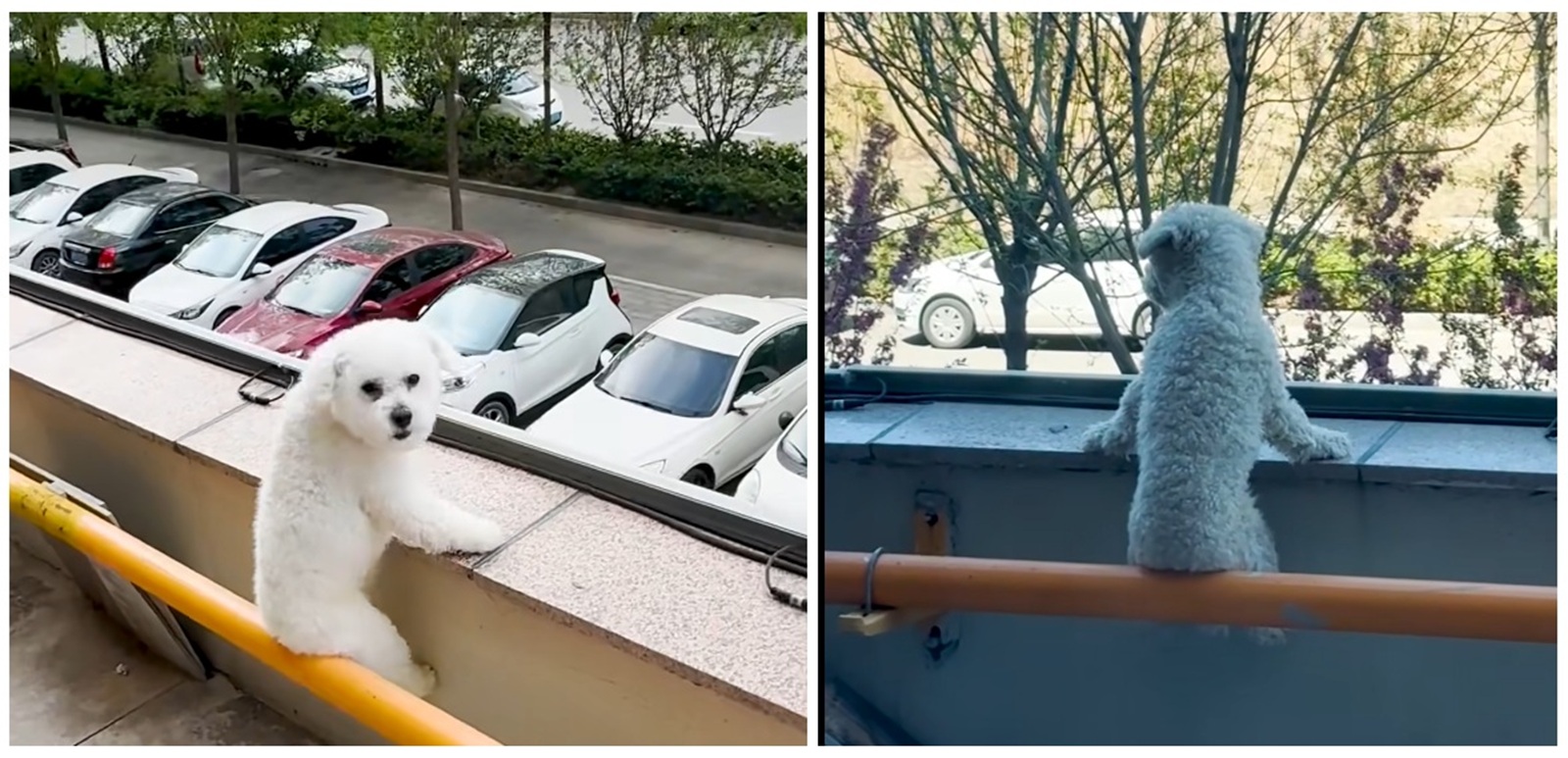 un caine alb sta pe balcon si latra la trecatori