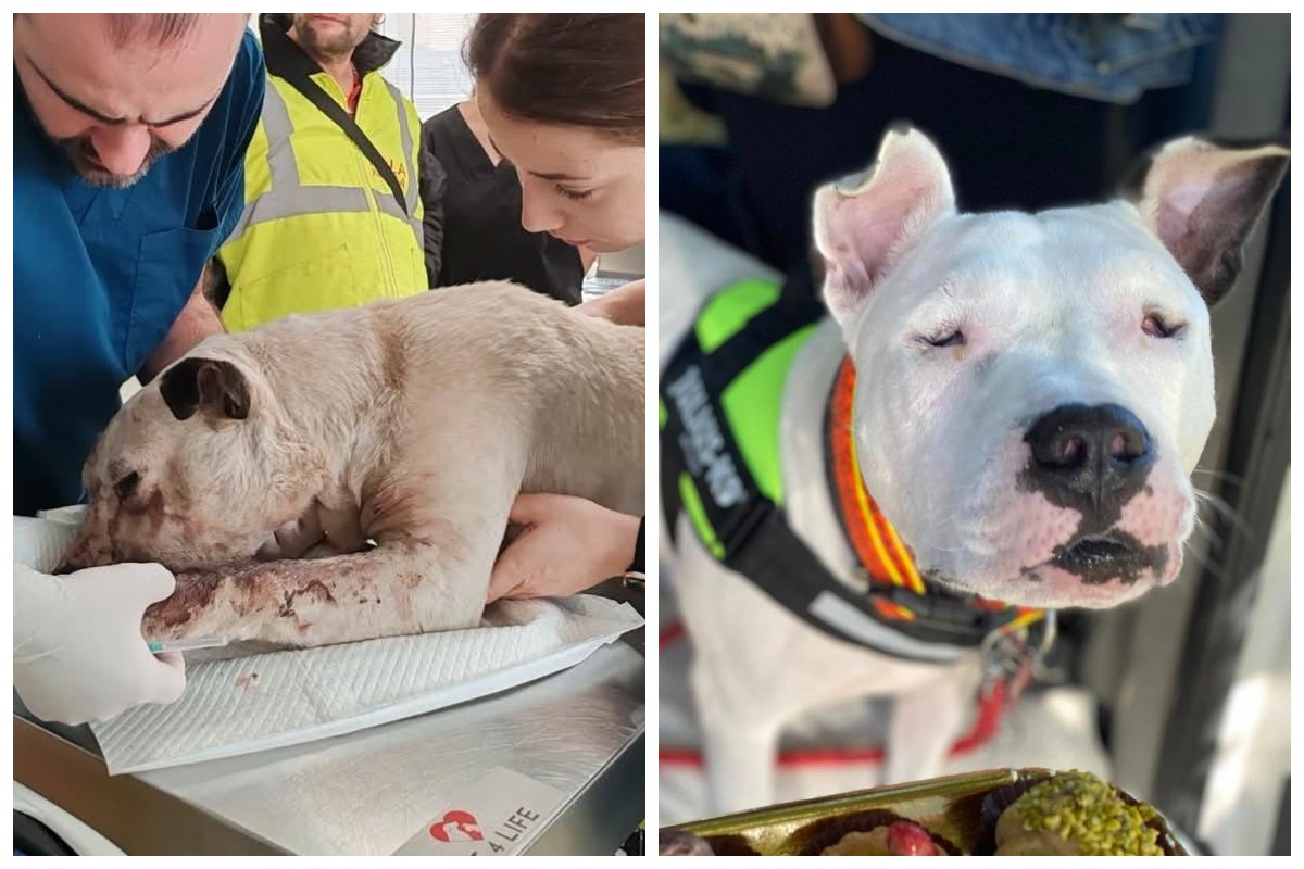 Colaj cu câinele Rock, pe masa de operații și după ce a fost adoptat