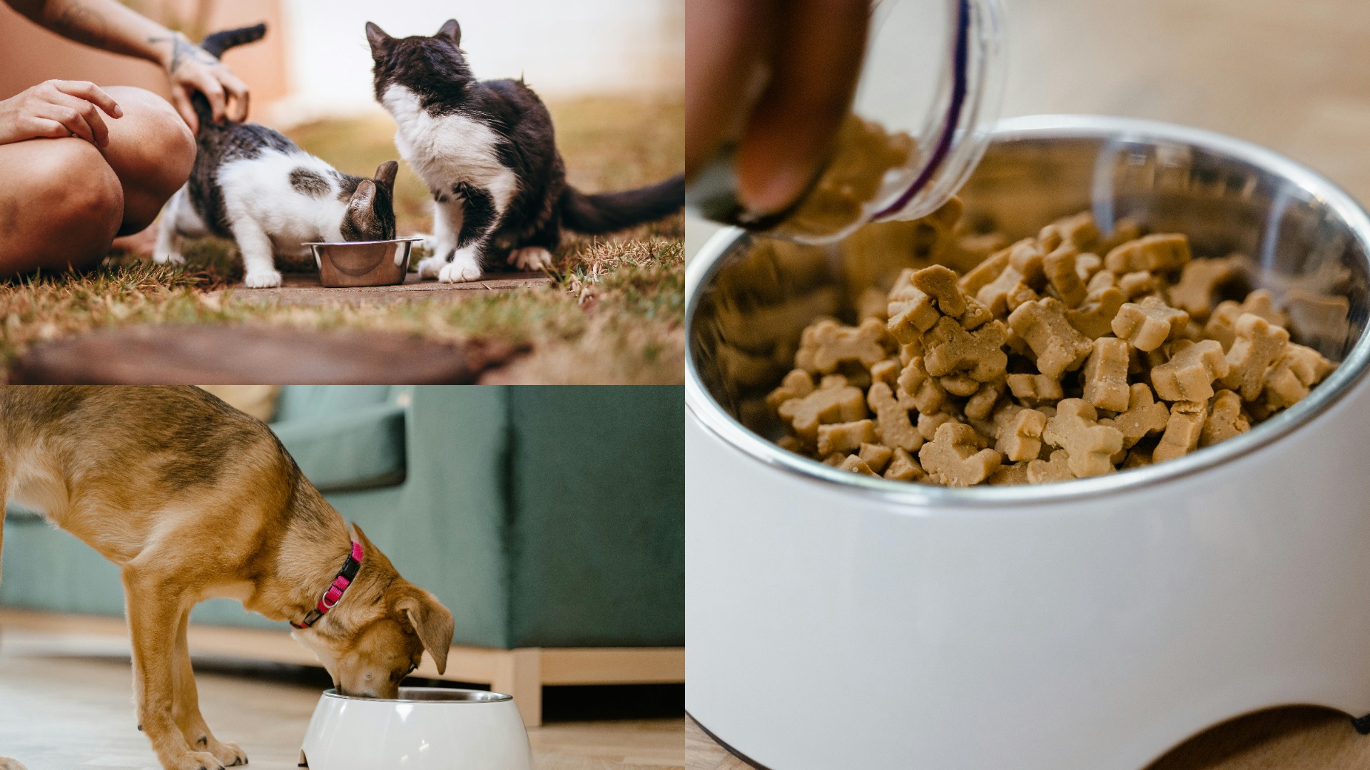 Colaj foto cu două pisici, un câine și un bol cu mâncare pentru animalele de companie.