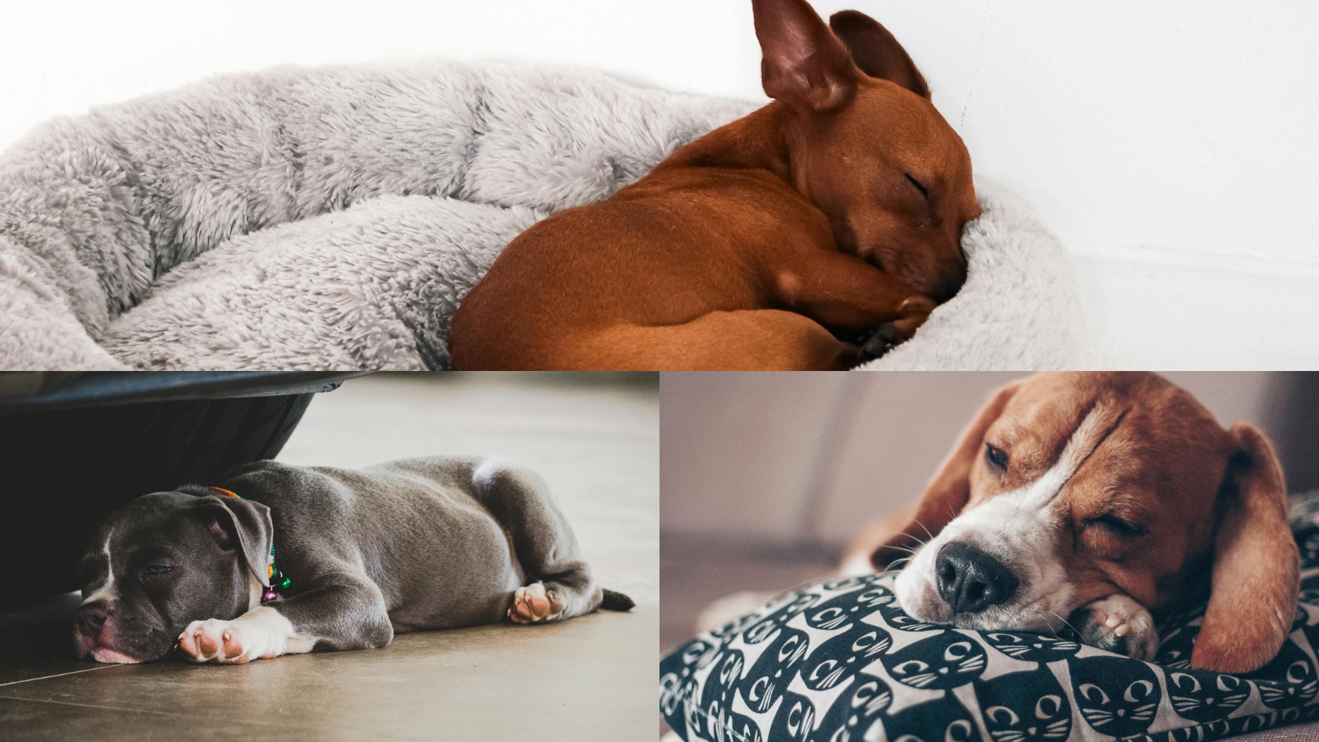 Colaj foto cu câini care dorm.