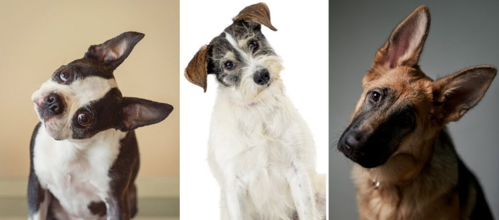 cainii isi inclina capul