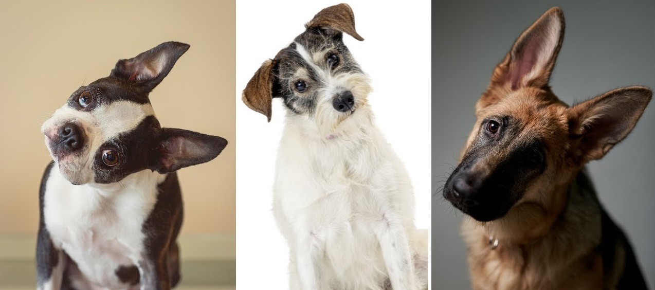 cainii isi inclina capul