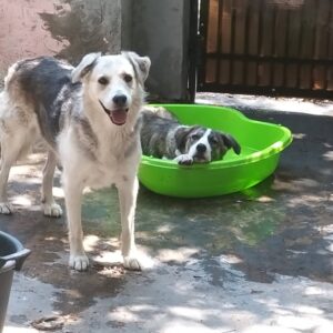 Cățeii Zena și Poc