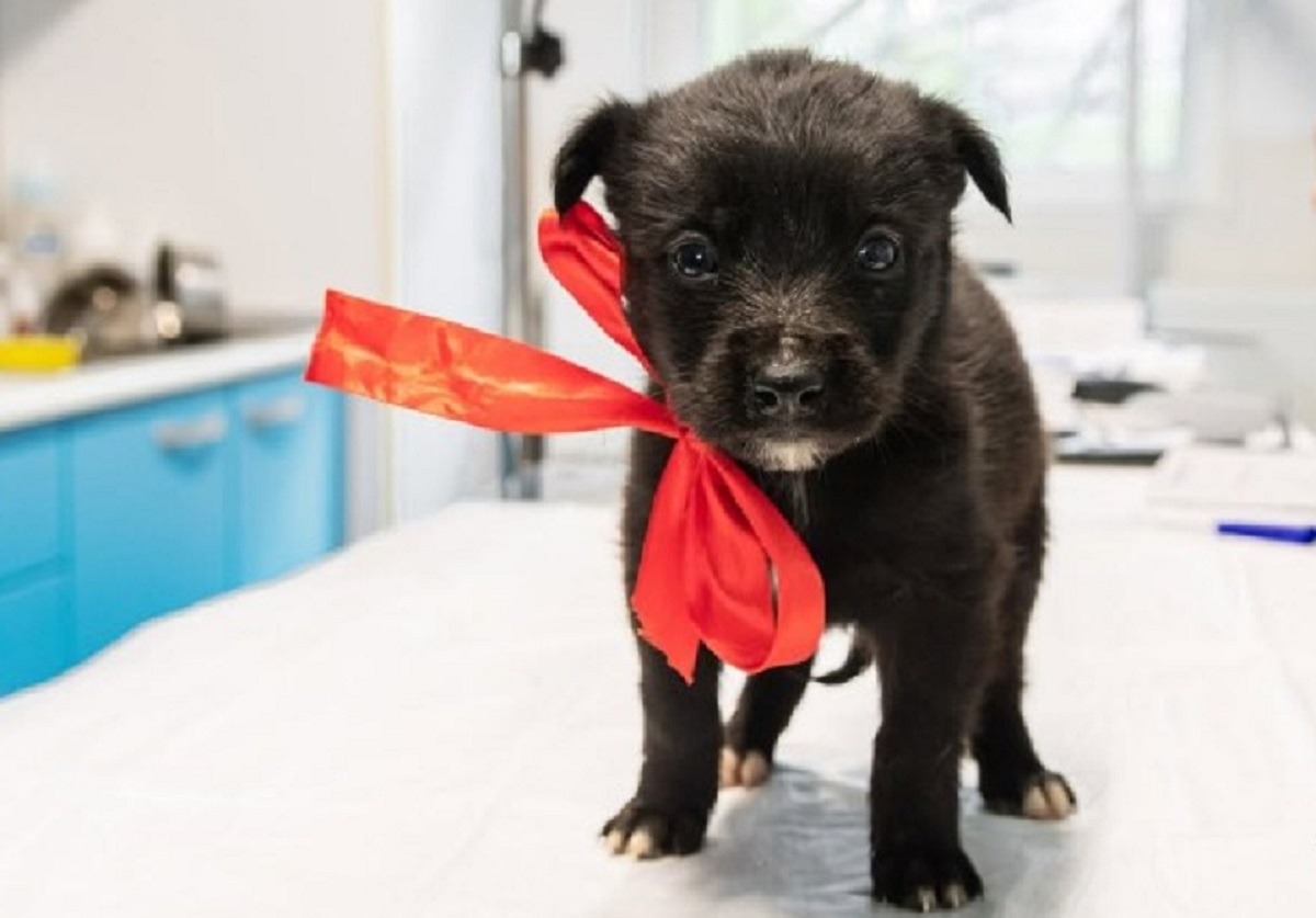 catel la Adapostul Speranta