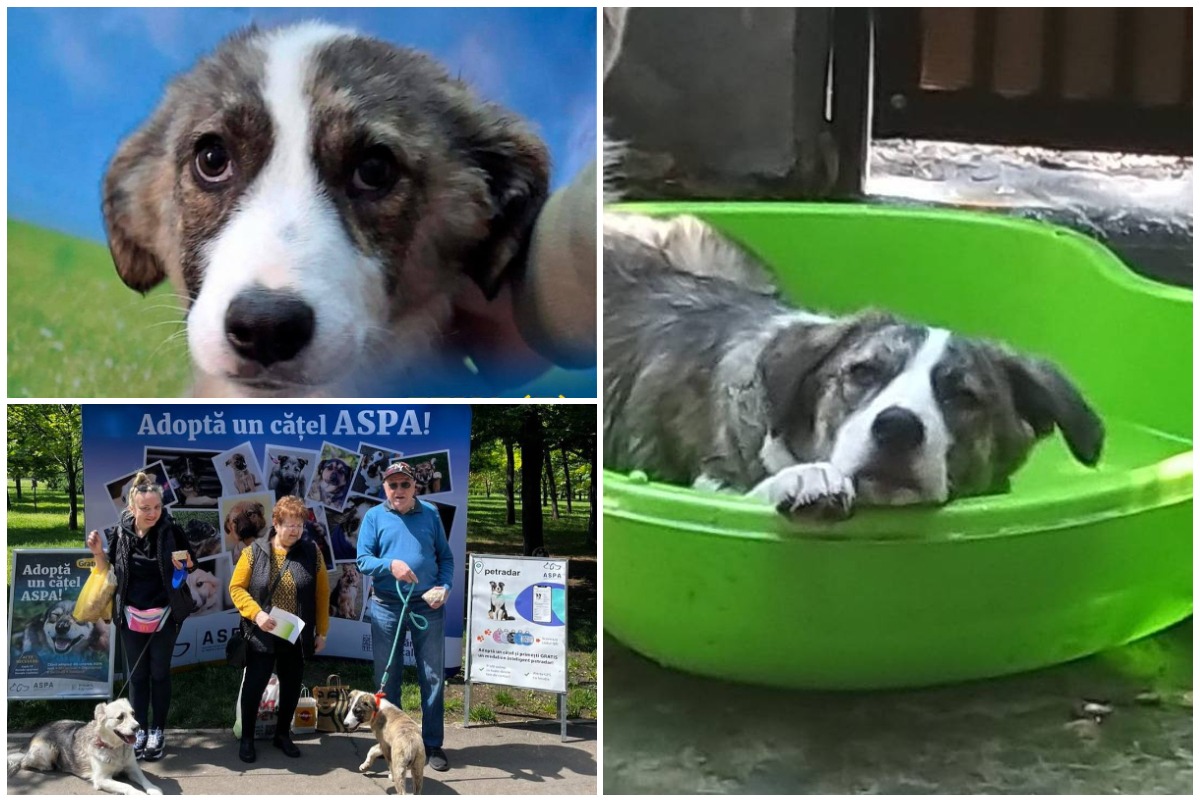 Colaj cu cățelușa Zena și familia ei