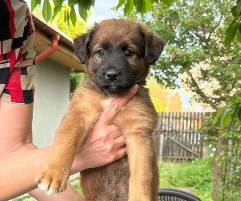 Cățel abandonat ținut în brațe de un voluntar de la Protecția Animalelor Ilfov