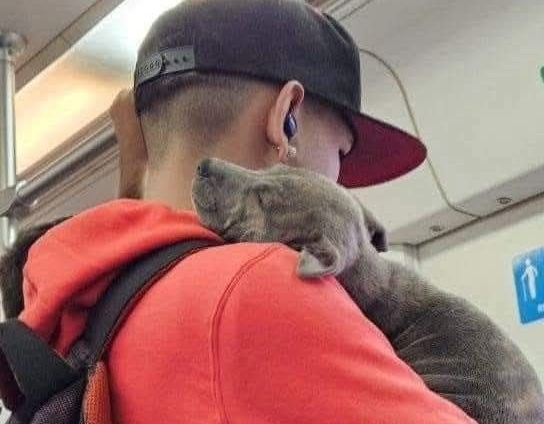 Un cățel ținut în brațe de stăpânul său.