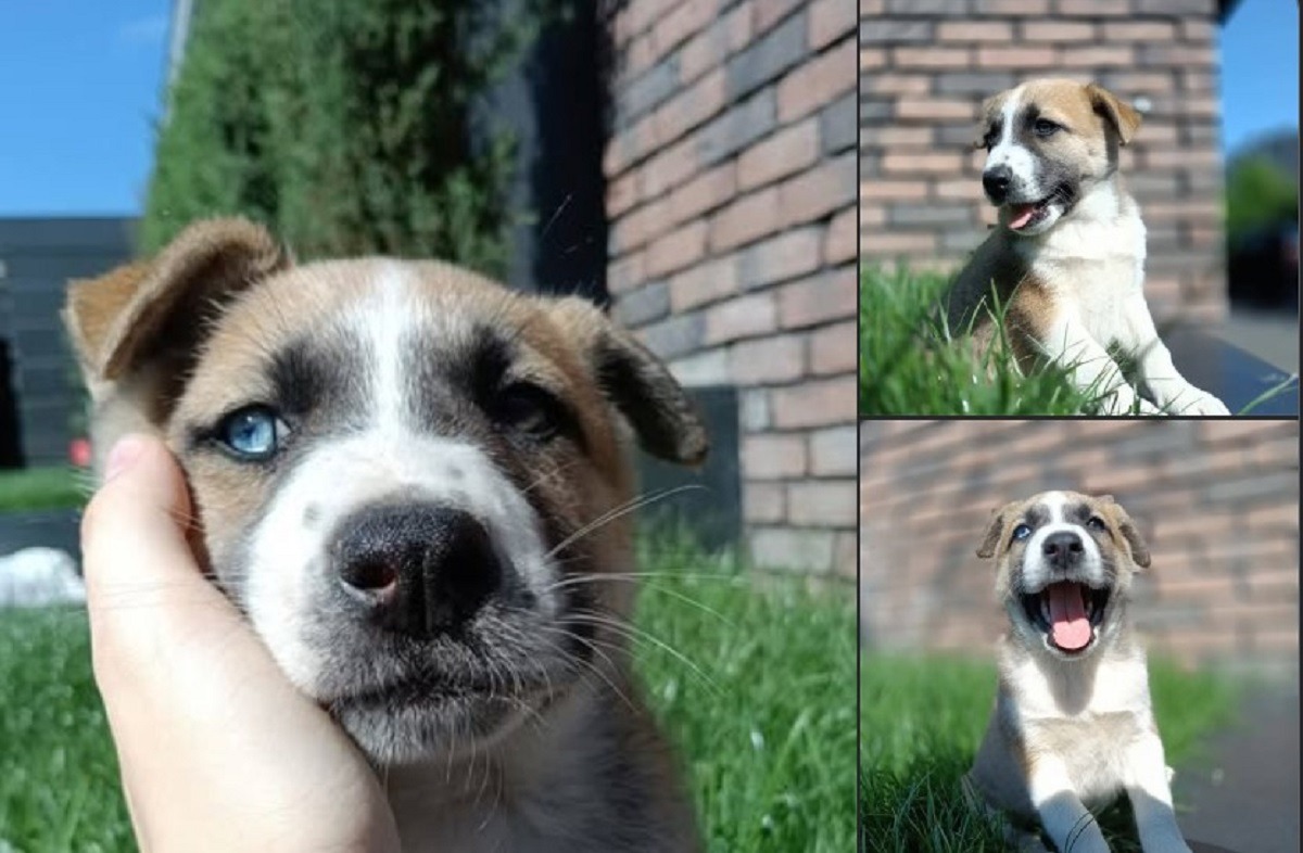 catelul zen isi cauta o familie