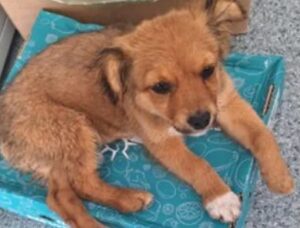 Un cățeluș maro stă pe o păturică.