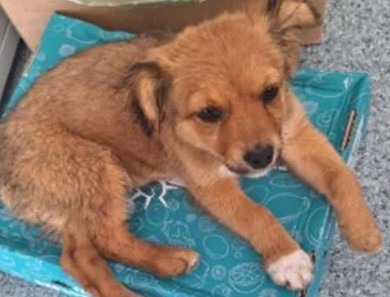 Un cățeluș maro stă pe o păturică.