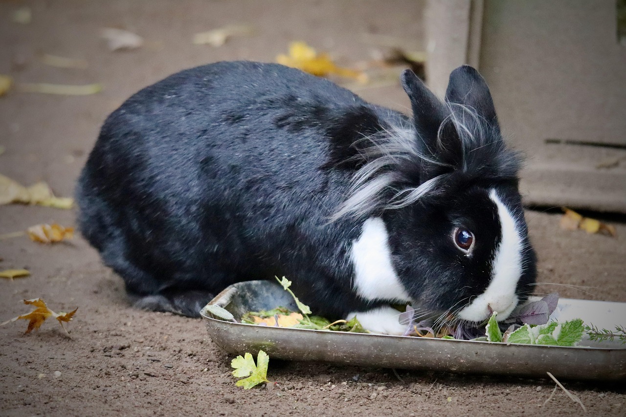 un iepure care mananca