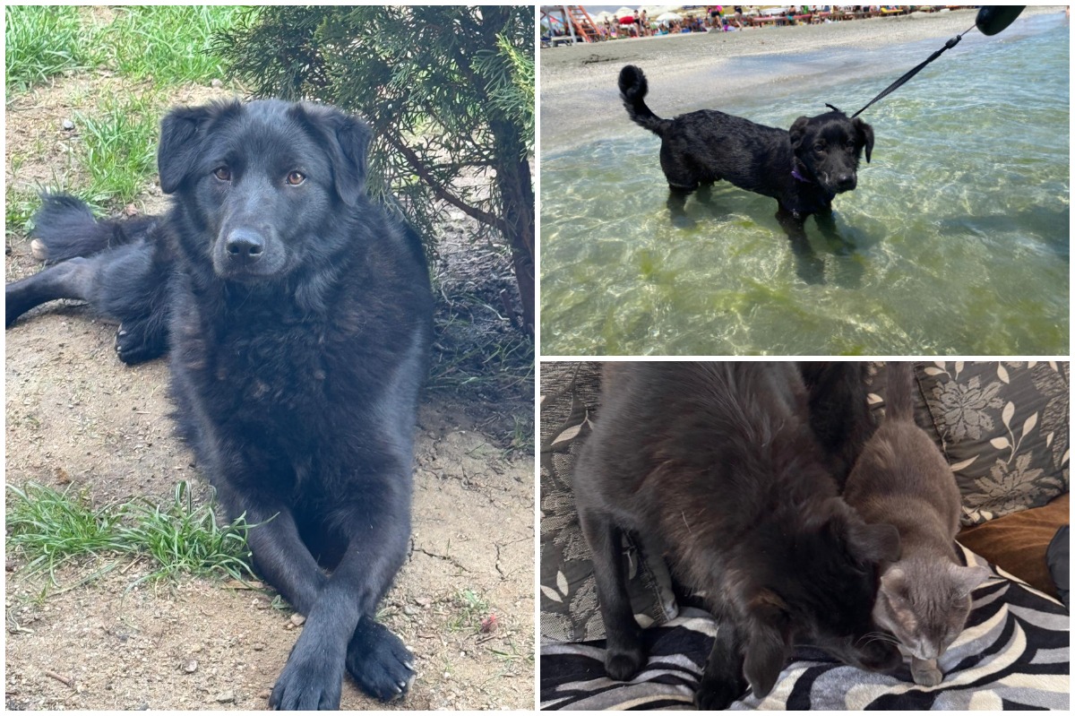 Colaj cu catelusa Ciuli, neagră, în iarbă, la mare și alături d eo pisică pe canapea