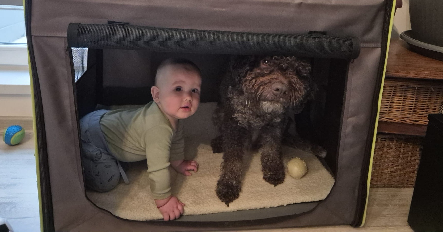 copil alaturi de caine