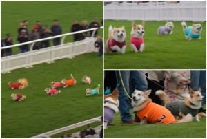 Colaj cu cateii Corgi alergând