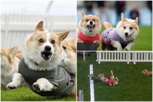 Colaj cu cateii Corgi Alergând