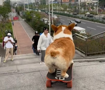 Un câine Corgi coboară trepte pe skateboard.
