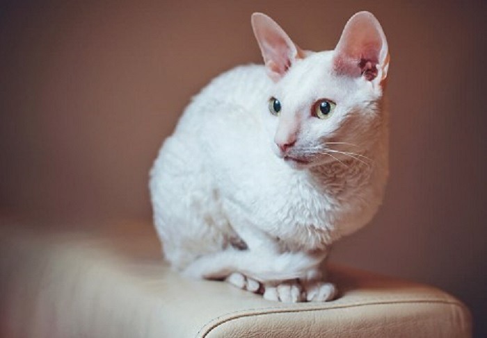 o pisică albă cornish rex