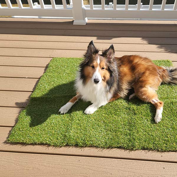 Un câine din rasa Collie stă așezat pe un covoraș din iarbă artificială.