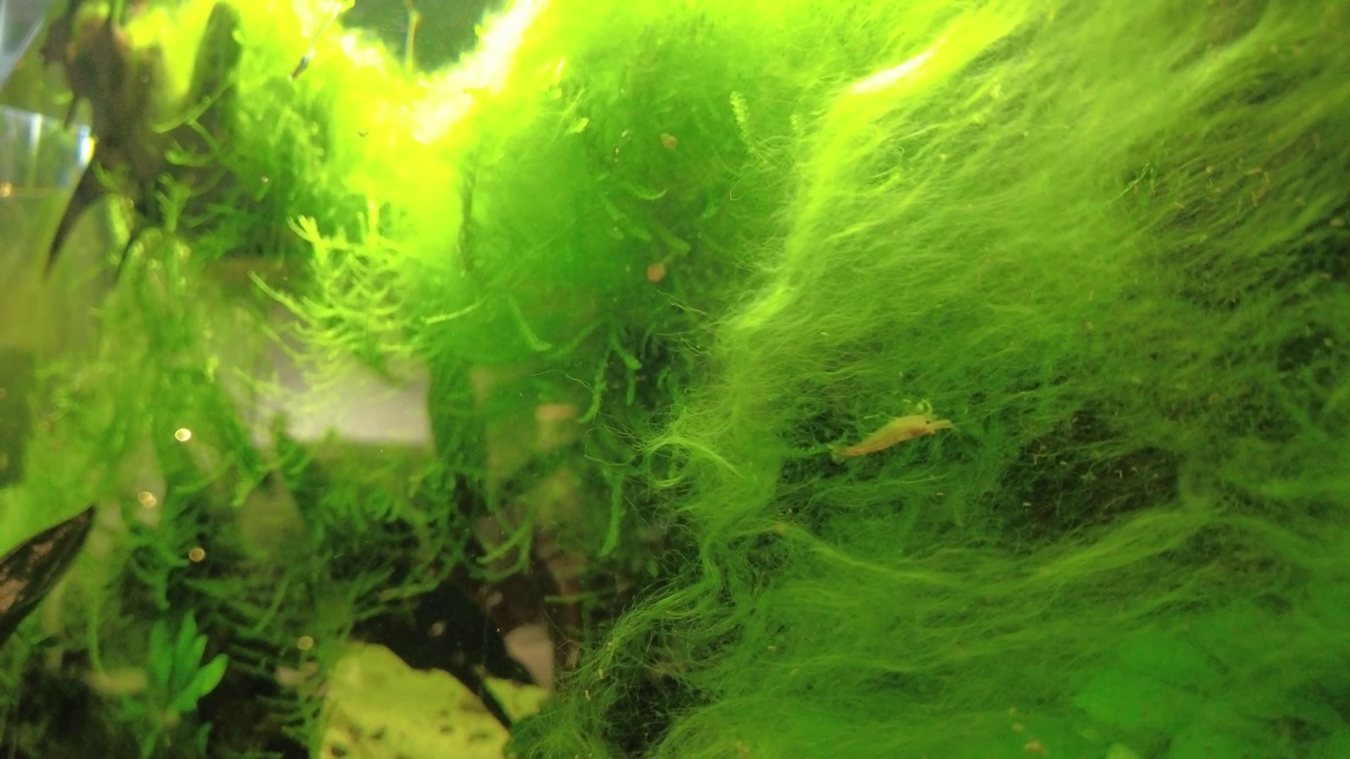 Creveții Neocaridina: Ajută la întreținerea unui acvariu pe cale naturală. La maturitate ajung la dimensiunea de un centimetru.