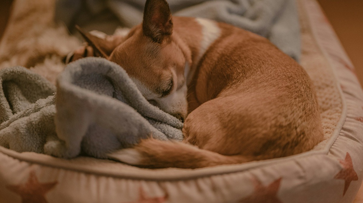 cainele doarme ghemuit