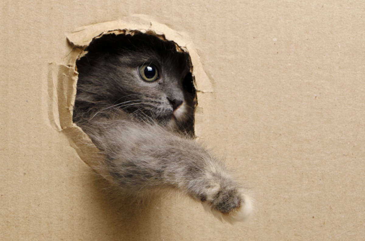 o pisica ascunsa in cutie