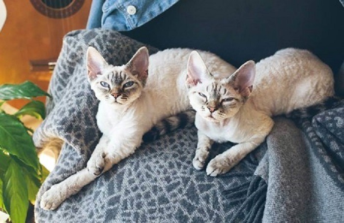 două pisici devon rex care stau