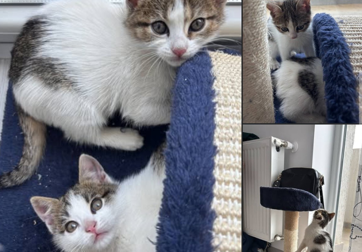 doua pisicute se joaca