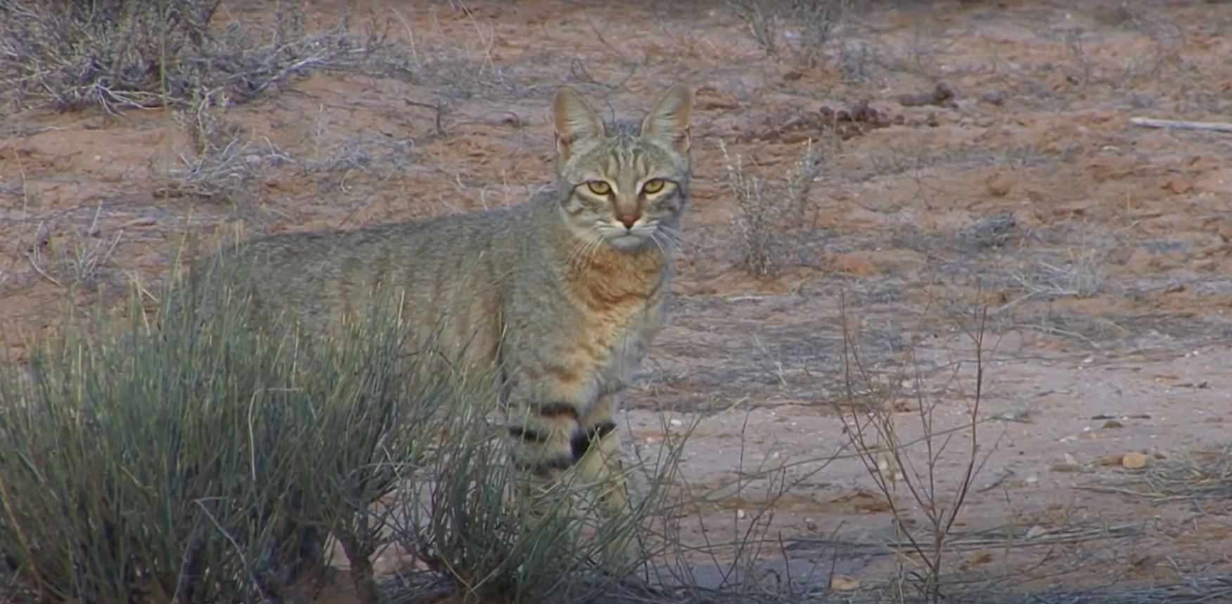 Strămoșul sălbatic al pisicilor domestice, din Africa și Orientul Mijlociu — Felis silvestris lybica.