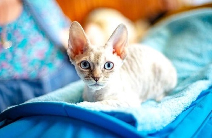 o pisica german rex sta pe patura