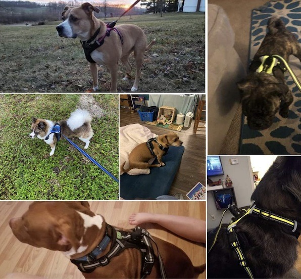 Colaj foto cu căței în lesa cu sistem magnetic de prindere de la Easy Lock