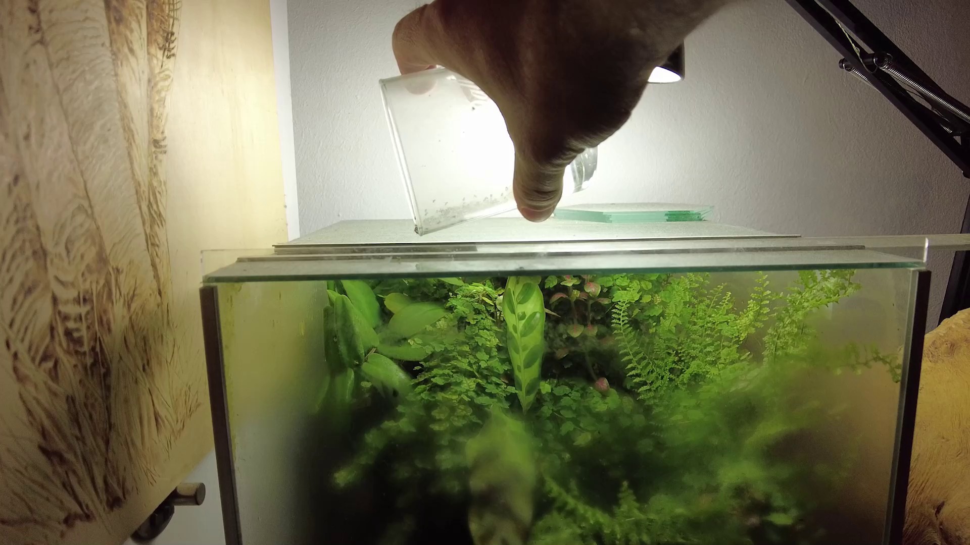 Mourning Gecko sau Lepidodactylus lugubris în terariu.