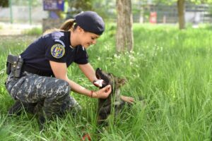 Hugo, cainele Ciobănesc German de la Jandarmeria Iași, alături de o colegă jandarm, în iarbă