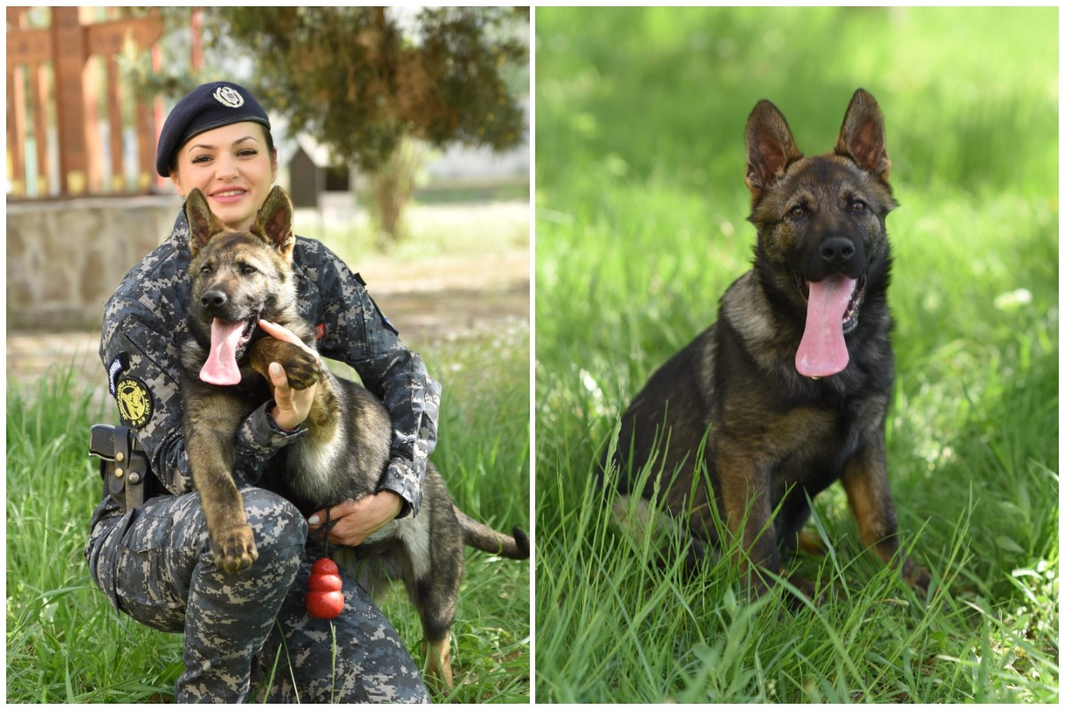Colaj cu Hugo, cainele Ciobănesc German de la Jandarmeria Iași, alături de o colegă jandarm, în iarbă