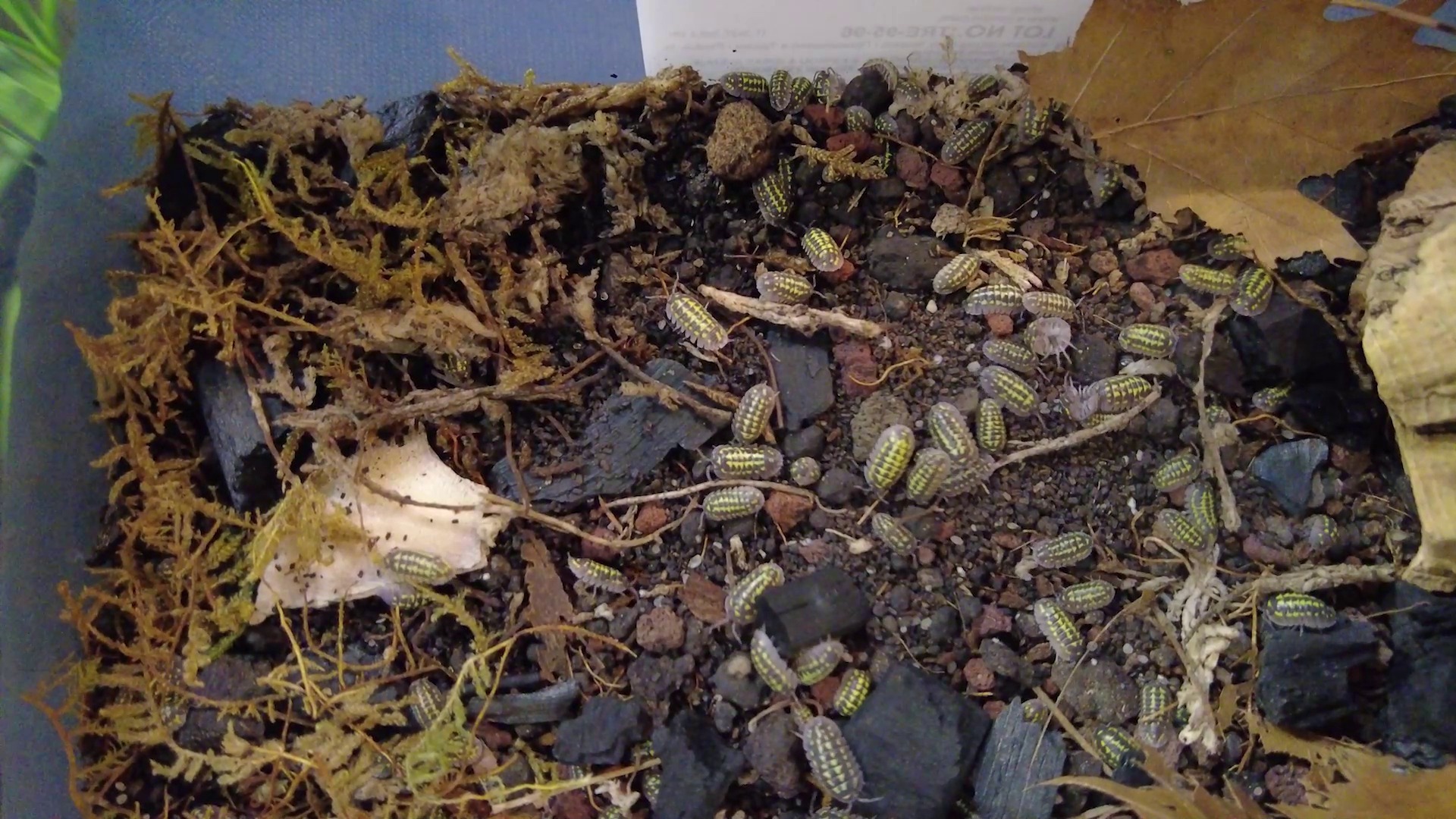 Izopodele: Creveții de uscat, denumiți de englezi Pill Bugs, au rol foarte important în menținerea ecosistemului unui terariu.