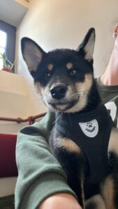 karma-catelusa-shiba-inu-pui-culoare-neagra