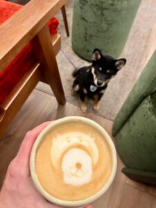 karma-catelusa-shiba-inu-pui-culoare-neagra-cafea