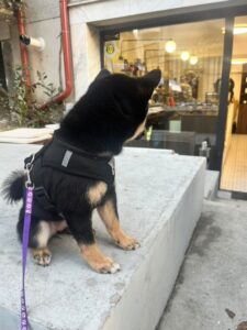 karma-catelusa-shiba-inu-pui-culoare-neagra-exterior-2