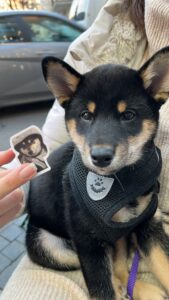 karma-catelusa-shiba-inu-pui-culoare-neagra-staptana---