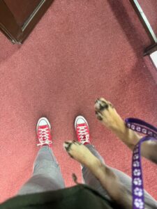 karma-catelusa-shiba-inu-pui-culoare-neagra-staptana-