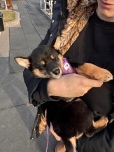 karma-catelusa-shiba-inu-pui-culoare-neagra-staptana-brate