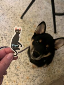 karma-catelusa-shiba-inu-pui-culoare-neagra-staptana-flow