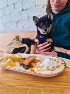 karma-catelusa-shiba-inu-pui-culoare-neagra-staptana-mancare