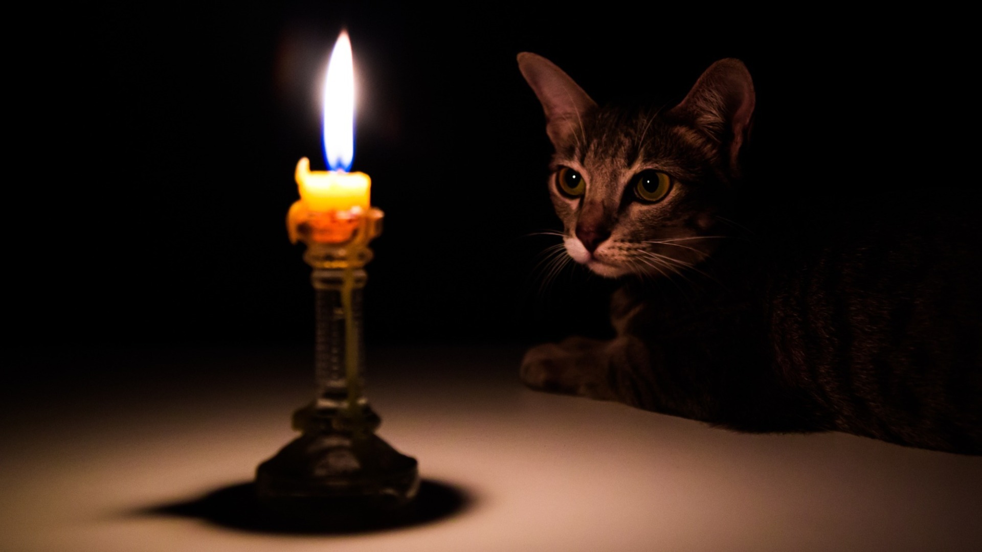 O pisică privește o lumânare aprinsă