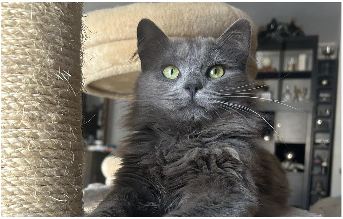 un motan gri se uita la camera