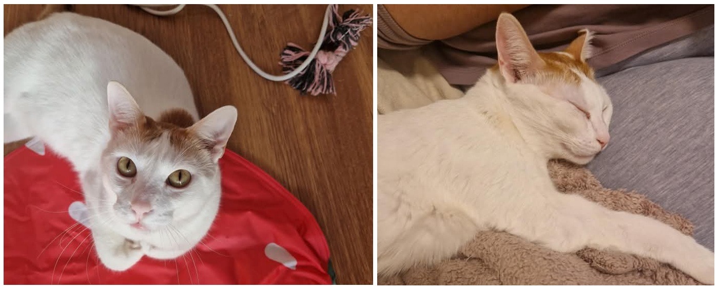 motanul otto cu blana alba si pete portocalii