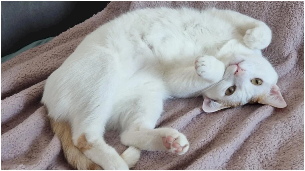 motanul leo isi cauta stapan