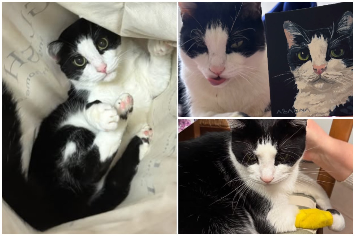 Colaj cu motanul Mircea